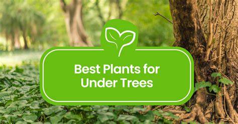 Beneath the Canopy: The Best Plants to Thrive Under Your Trees and ... - raincitystudios.com