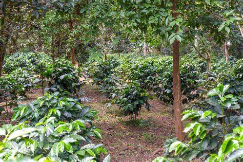 Beneficial Shade trees to select for your Coffee farm. - raincitystudios.com