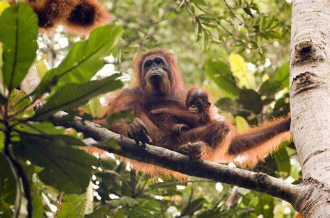 Benefits of Protecting Orangutan Habitats for Biodiversity - raincitystudios.com