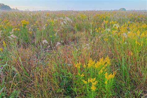 Benefits of Restoring Native Prairie Habitats - Live to Plant - raincitystudios.com