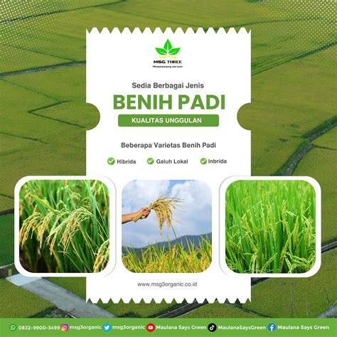 Benih - Biji - Bibit - Seed Cabe Hias Unik Cabai … - raincitystudios.com