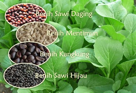 Benih - Jawaban TTS - Kunci TTS - wintechmobiles.com