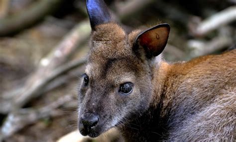 Bennetts Wallaby | Department of Natural Resources and … - muktibox.com