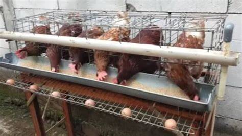 Berapa Modal Ternak Ayam Petelur Rumahan - raincitystudios.com