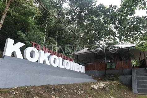 Berdaya dan mandiri dalam Kokolomboi Lestari - raincitystudios.com