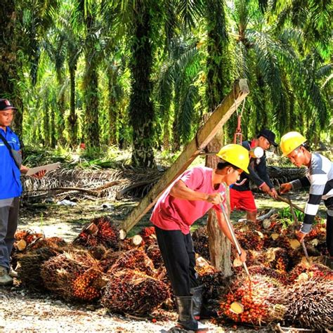 Berita Sawit - Mengenal Mucuna Bracteata, Kacang … - raincitystudios.com
