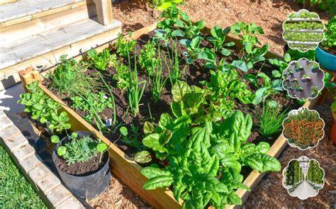 Berkebun Permakultur di Lahan Sempit - Kebun Yogi - raincitystudios.com