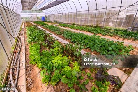 BERKEBUN SEHAT RAMAH LINGKUNGAN DI HALAMAN RUMAH - raincitystudios.com
