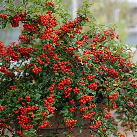 Berry bushes do better with good neighbors! A ... - raincitystudios.com