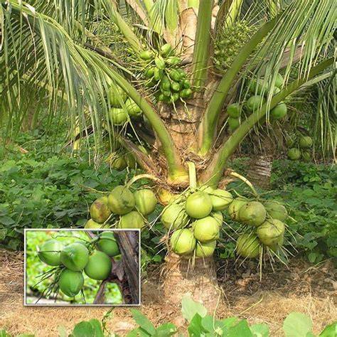 Best 5 Coconut Dwarf Varieties Available in India - raincitystudios.com