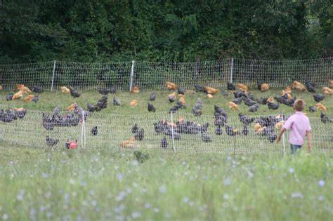 Best Breeds When Raising Pastured Poultry - raincitystudios.com