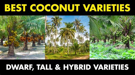 Best Coconut Varieties | Dwarf, Tall and Hybrid Coconut Varieties ... - raincitystudios.com