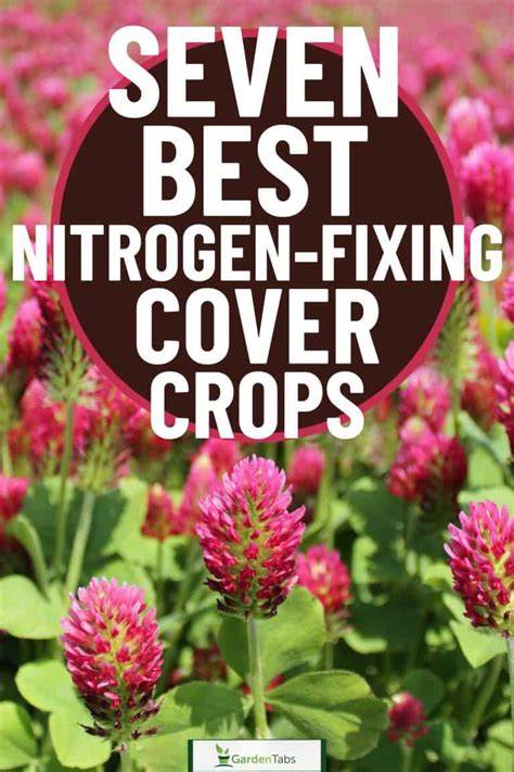 Best Cover Crops for Adding Nitrogen Before Planting - raincitystudios.com