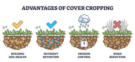 Best Cover Crops for Erosion Control and Soil Health - raincitystudios.com