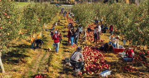Best Cultural Practices for Apple and Pear Orchards - raincitystudios.com