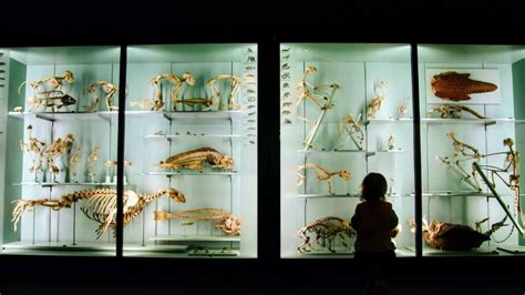 Best Display Cases for Museums to Protect - muktibox.com