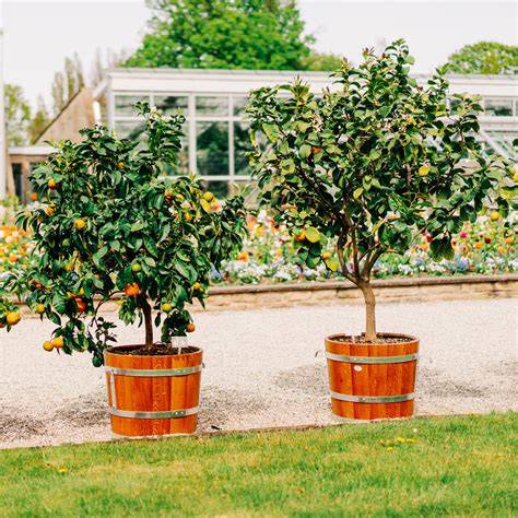 Best Dwarf Fruit Trees for Containers and Patios - raincitystudios.com