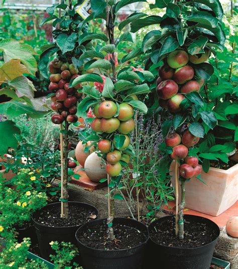 Best Dwarf Fruit Trees for Small Gardens | Top Choices - raincitystudios.com