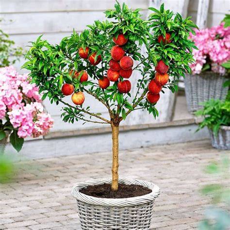 Best Dwarf Fruit Trees - Home Gardens - raincitystudios.com