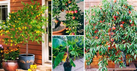 Best Dwarf Trees for Zone 5: Compact Fruit and Shade Options - raincitystudios.com
