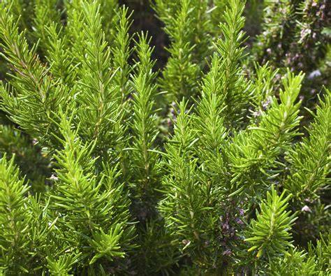 Best edible evergreens - Homes and Gardens - raincitystudios.com