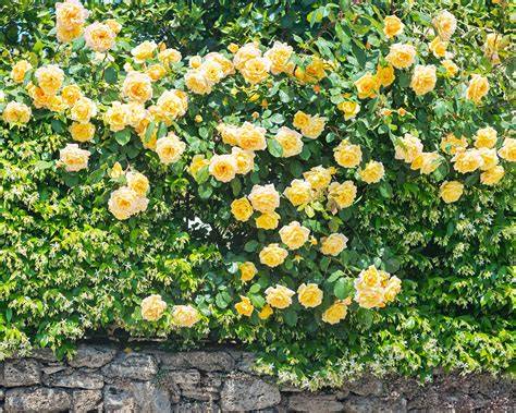 Best English Roses for Hedges - Gardenia - raincitystudios.com