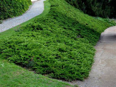 Best Erosion Control Plants For Shaded Hillsides - raincitystudios.com