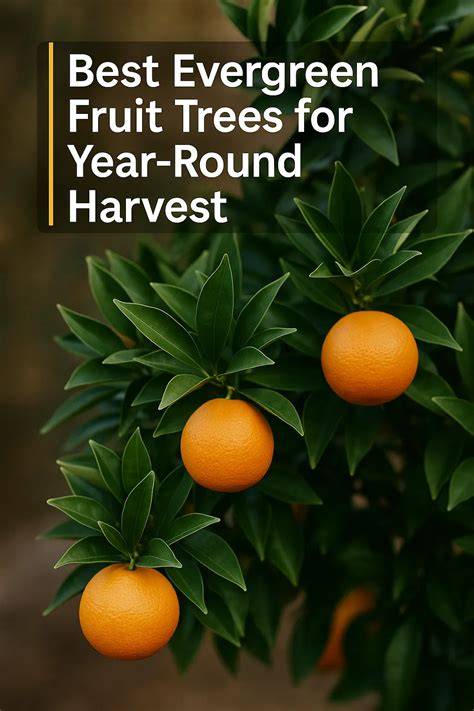 Best Evergreen Fruit Trees for Year-Round Harvest - raincitystudios.com