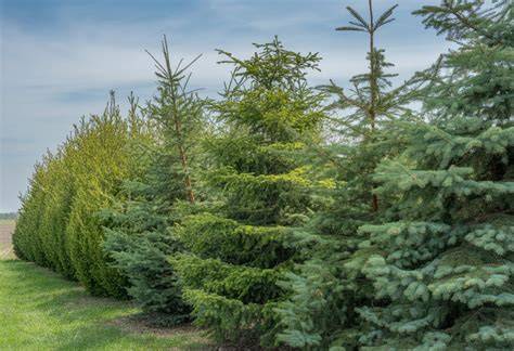Best Evergreens for Windbreaks - Midwest Gardening - raincitystudios.com