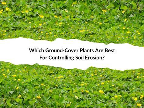 Best Exterior Ground Covers for Erosion Control - Live to Plant - raincitystudios.com