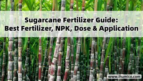Best Fertilizer for Sugarcane: Organic, Biofertilizers, NPK, Compost ... - raincitystudios.com
