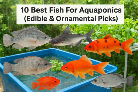 Best Fish for Aquaponics: Edible, Ornamental, and … - raincitystudios.com