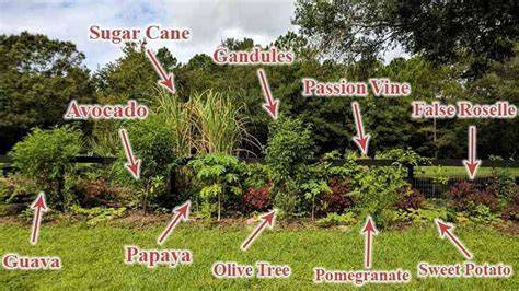 Best Florida Food Forest Plants - FL Gardening - raincitystudios.com