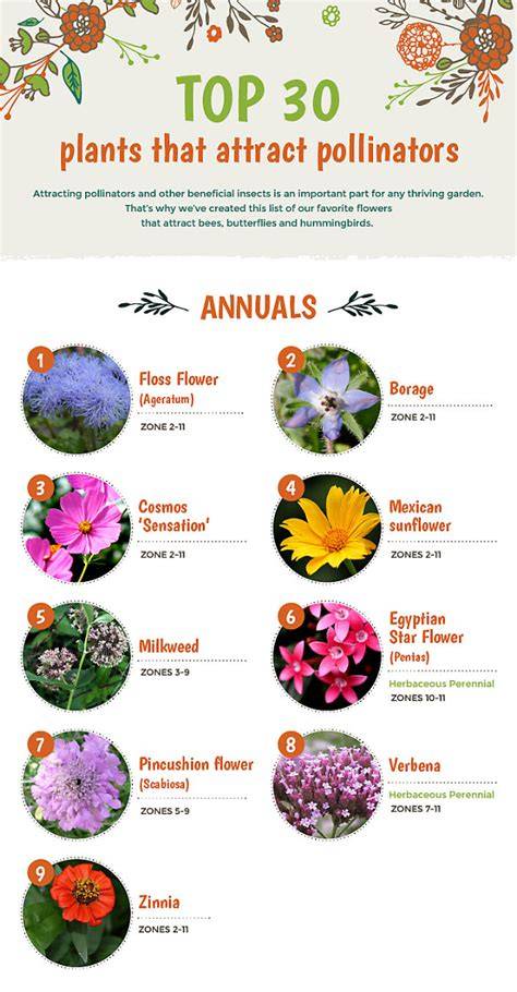 Best Flowers to Attract Pollinators to Your Garden - raincitystudios.com