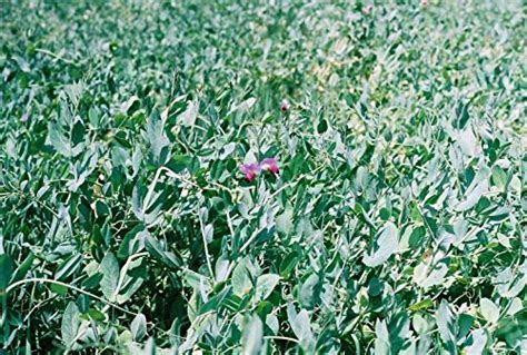 Best Forage Peas for Deer: Top Picks for Late Season Attraction - raincitystudios.com