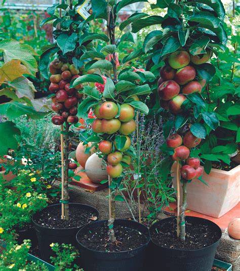 Best fruit trees for small gardens: 8 compact varieties - raincitystudios.com