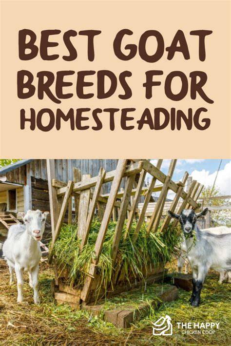 Best Goat Breeds for Homesteading (13 Best Goats for Milk and Meat) - raincitystudios.com