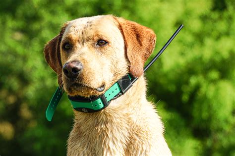 Best GPS Dog Collars | Lab Tested & Ranked - GearLab - coolestguyplanet.net