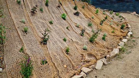 Best Ground Cover Plants for Preventing Erosion on Landforms - raincitystudios.com