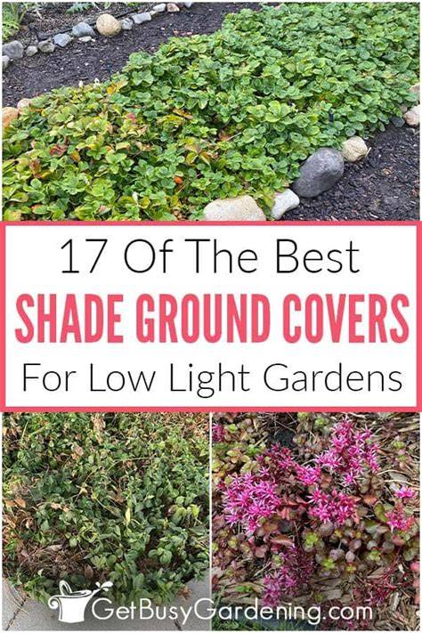 Best Ground Covers for Shade - Longfield Gardens - raincitystudios.com