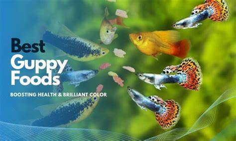 Best Guppy Food: Top Picks for a Healthy Diet - Fish … - raincitystudios.com