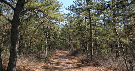 Best Hiking in the Pine Barrens - Pinelands … - raincitystudios.com