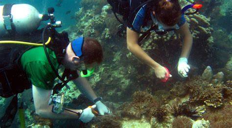 Best Marine Conservation Programmes | Projects Abroad US - raincitystudios.com