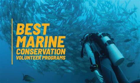 Best marine conservation volunteer projects in 2026 - Projects Abroad UK - raincitystudios.com