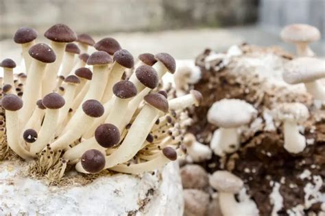 Best Mushroom Substrates for Oyster, Portobello, - raincitystudios.com
