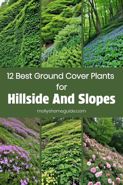 Best Native Plants for Protecting Your Hillside from … - raincitystudios.com