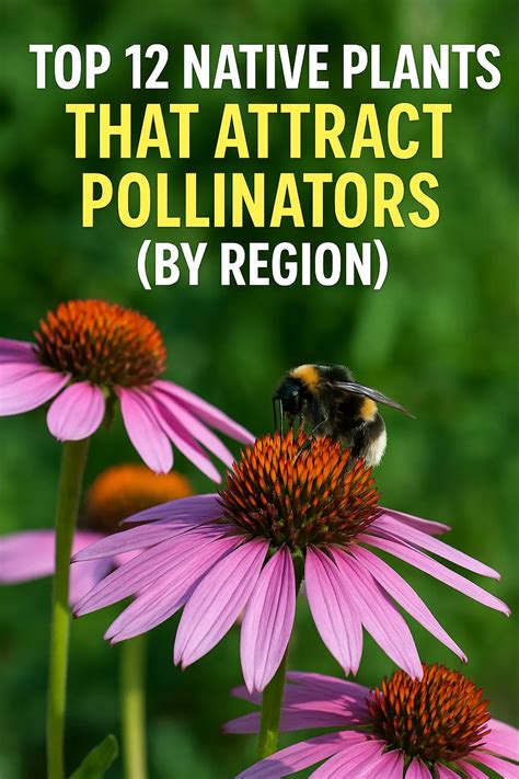 Best Native Pollinator Plants for Beginner Gardeners 2025 - raincitystudios.com