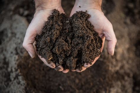 Best Organic Soil & Potting Soil | Organic Potting Mix … - raincitystudios.com