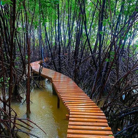 Best Places To Visit In India For A Mangrove Walk - raincitystudios.com