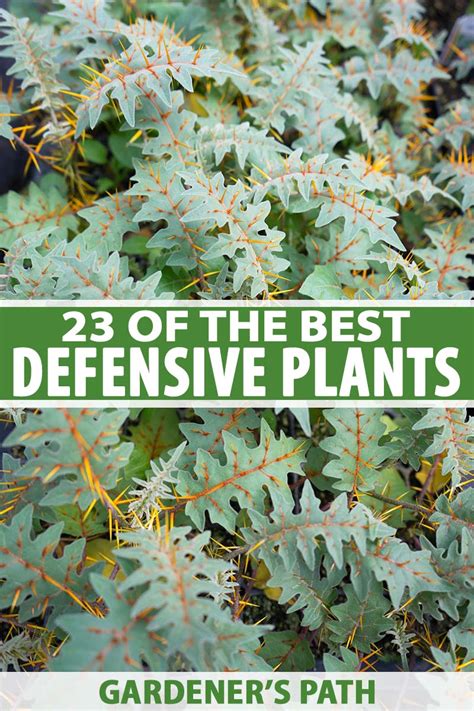 Best Plants for a Defensive Hedge: Protect & Beautify … - raincitystudios.com
